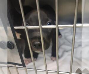 Mutt Dogs for adoption in Oklahoma City, OK, USA