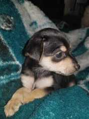 Medium Photo #1 Chihuahua-Unknown Mix Puppy For Sale in Virgnia Beach, VA, USA
