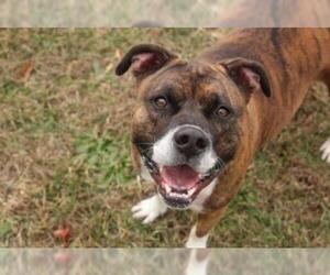 Boxer-Unknown Mix Dogs for adoption in Fredericksburg, VA, USA