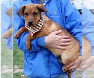 Labrottie Dogs for adoption in Von Ormy, TX, USA