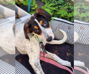 Mutt Dogs for adoption in Springdale, PA, USA