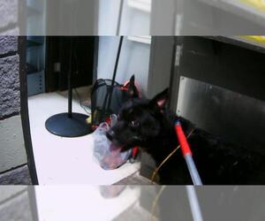 Anatolian Shepherd-Unknown Mix Dogs for adoption in Tulsa, OK, USA