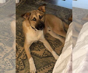 German Shepherd Dog-Unknown Mix Dogs for adoption in Alexander, AR, USA