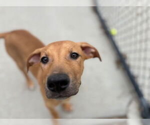 American Pit Bull Terrier Dogs for adoption in Tulsa, OK, USA