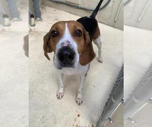 Treeing Walker Coonhound Dogs for adoption in Greenbelt, MD, USA