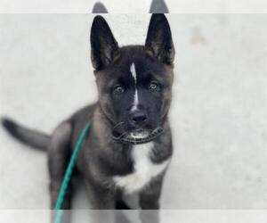 Akita-Unknown Mix Dogs for adoption in Orange, CA, USA