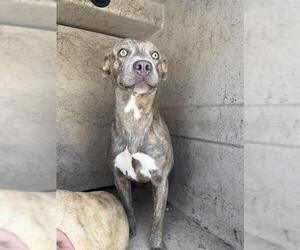 American Pit Bull Terrier-Unknown Mix Dogs for adoption in Oklahoma City, OK, USA