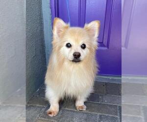 Pomeranian Dogs for adoption in Irvine, CA, USA