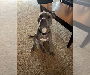 Mutt Dogs for adoption in Gainesville, FL, USA