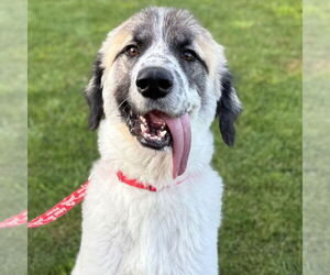 Great Pyrenees-Unknown Mix Dogs for adoption in Canton, CT, USA