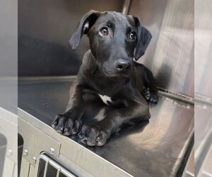 Mutt Dogs for adoption in Oklahoma City, OK, USA