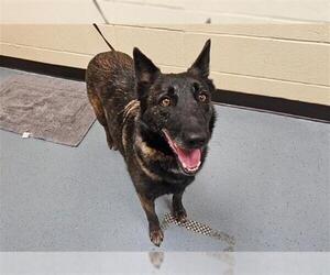 German Shepherd Dog Dogs for adoption in Denver, CO, USA