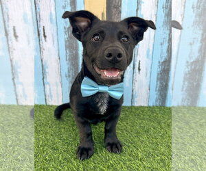 Mutt Dogs for adoption in Corona, CA, USA