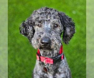 Miniature Labradoodle Dogs for adoption in San Diego, CA, USA