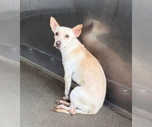 Chihuahua-Unknown Mix Dogs for adoption in San Bernardino, CA, USA