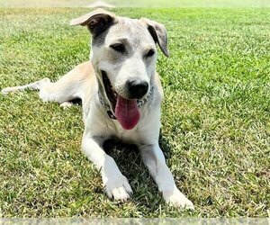 Shepradors Dogs for adoption in Houston, TX, USA
