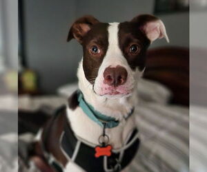 Mutt Dogs for adoption in Brooklyn Center, MN, USA