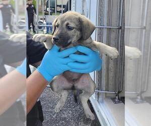 Labrador Retriever-Unknown Mix Dogs for adoption in San Antonio, TX, USA
