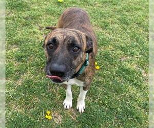 American Pit Bull Terrier-Unknown Mix Dogs for adoption in Tulsa, OK, USA