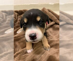 Australian Shepherd Dogs for adoption in Fremont, CA, USA