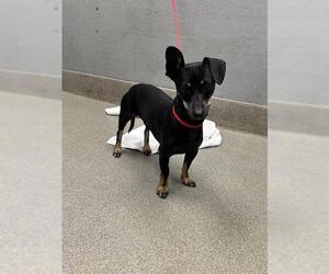 Chihuahua-Unknown Mix Dogs for adoption in Las Vegas, NV, USA
