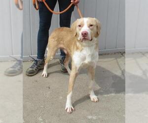 Labrador Retriever Dogs for adoption in Louisville, KY, USA