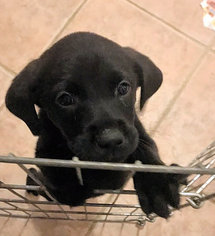Medium Photo #1 Labbe Puppy For Sale in Danbury, CT, USA