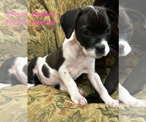 Australian Shepherd-Unknown Mix Dogs for adoption in Jackson Township, NJ, USA