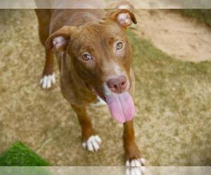 American Staffordshire Terrier-Unknown Mix Dogs for adoption in Tallahassee, FL, USA