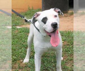 American Bulldog-Dalmatian Mix Dogs for adoption in Rowayton, CT, USA