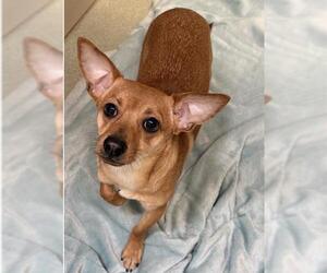 Chihuahua-Unknown Mix Dogs for adoption in Placerville, CA, USA