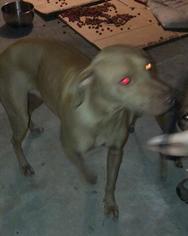 Rhodesian Ridgeback Dogs for adoption in San Antonio, TX, USA