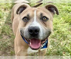 American Pit Bull Terrier-Unknown Mix Dogs for adoption in Pueblo, CO, USA