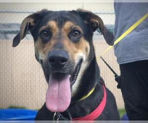 Shepweiller Dogs for adoption in St. Cloud, FL, USA