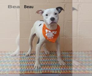 Boxador Dogs for adoption in Orangeburg, SC, USA