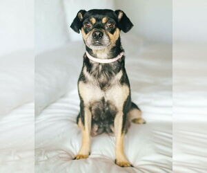 Chug Dogs for adoption in Corona, CA, USA