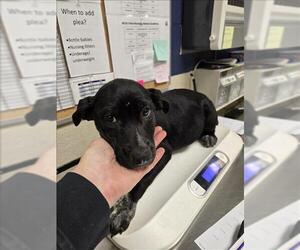 Labrottie Dogs for adoption in Conroe, TX, USA