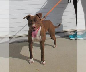 American Staffordshire Terrier-Unknown Mix Dogs for adoption in Louisville, KY, USA