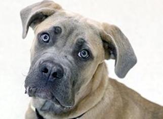 Mastiff Dogs for adoption in Dedham, MA, USA