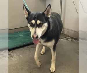 Siberian Husky-Unknown Mix Dogs for adoption in Camarillo, CA, USA