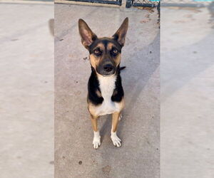 German Shepherd Dog-Unknown Mix Dogs for adoption in Tulsa, OK, USA