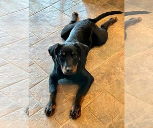 Labrottie Dogs for adoption in MECHANICSBURG, PA, USA
