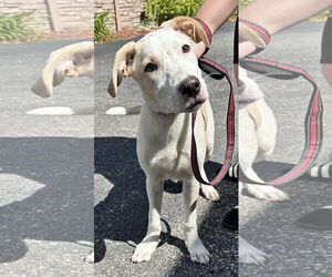 Labrador Retriever-Unknown Mix Dogs for adoption in Sterling, MA, USA