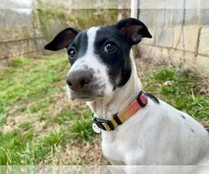 Mutt Dogs for adoption in Candler, NC, USA
