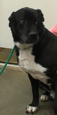 American Pit Bull Terrier-Labrador Retriever Mix Dogs for adoption in Amarillo, TX, USA