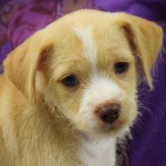 ShiChi Dogs for adoption in Huntley, IL, USA