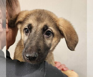 Medium Photo #1 Mutt Puppy For Sale in Walnutport, PA, USA