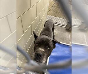 Mutt Dogs for adoption in Woodland, CA, USA