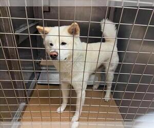 Akita Dogs for adoption in Martinez, CA, USA