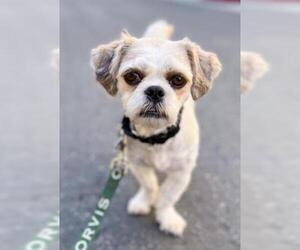 Shih Tzu-Unknown Mix Dogs for adoption in Palo Alto, CA, USA